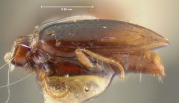 Media type: image;   Entomology 23851 Aspect: habitus lateral view